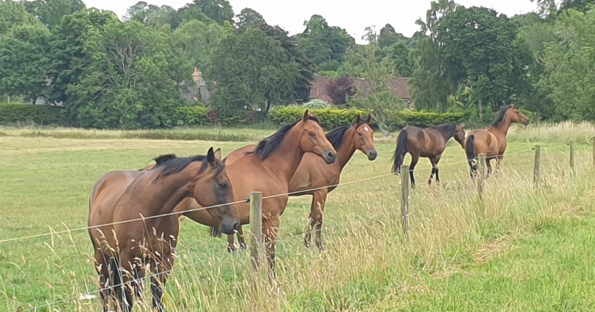 Outwith Horses — Racehorse Spelling
