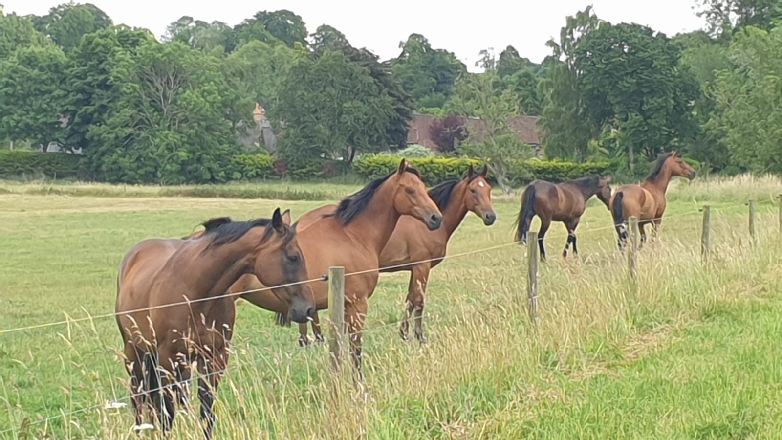 The herd out at grass at Windmill Hill, Ibthorpe