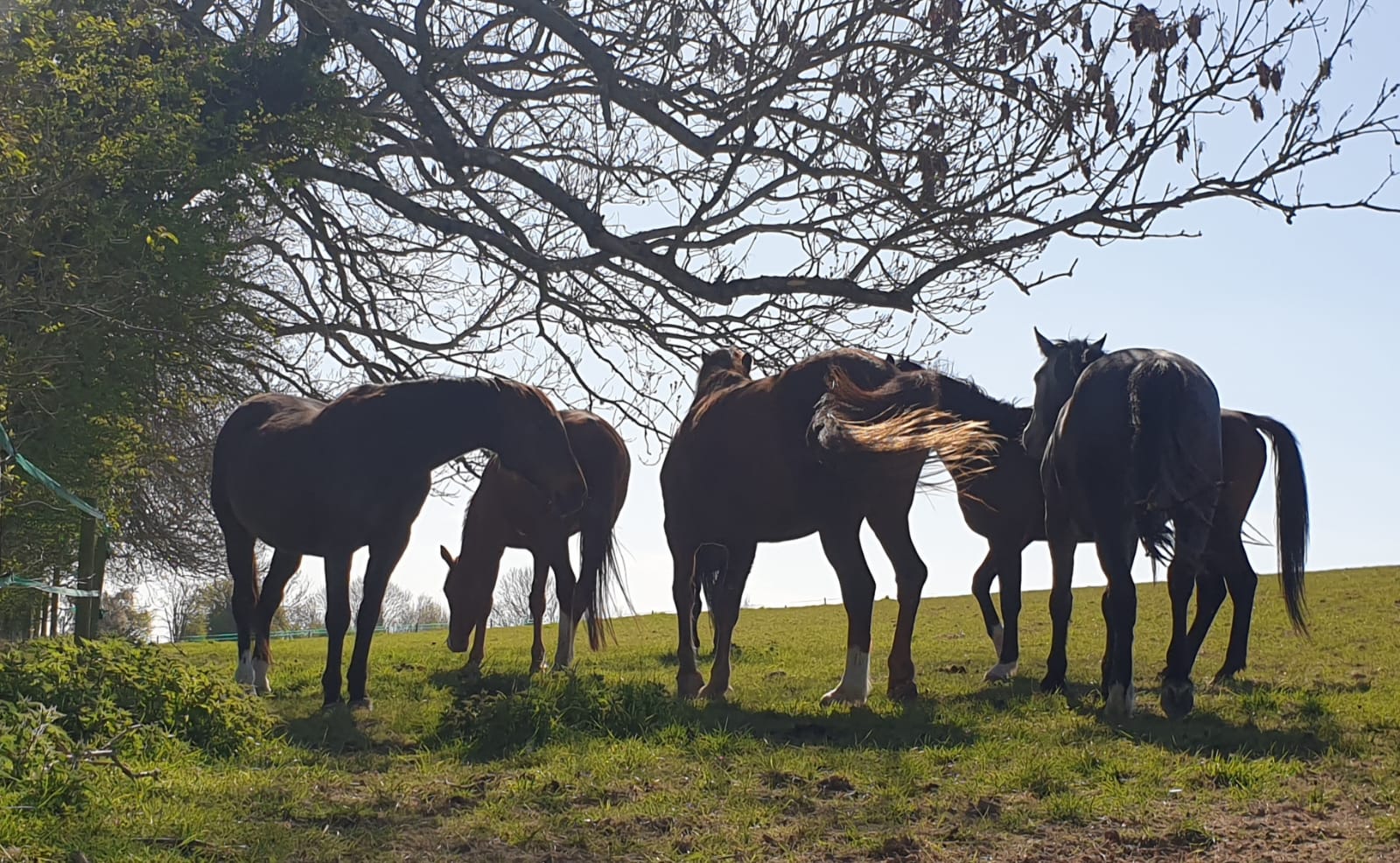 The herd at Windmill Hill, Ibthorpe