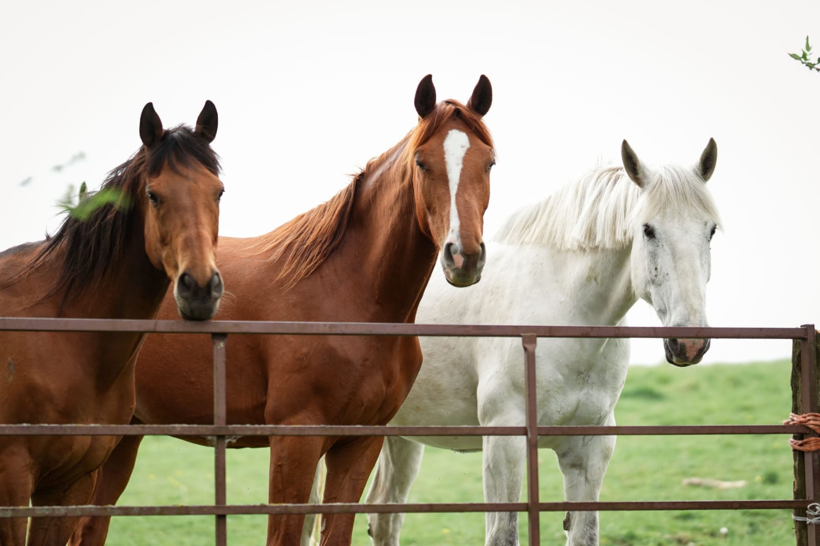 Horses at the gate, Windmill Hill