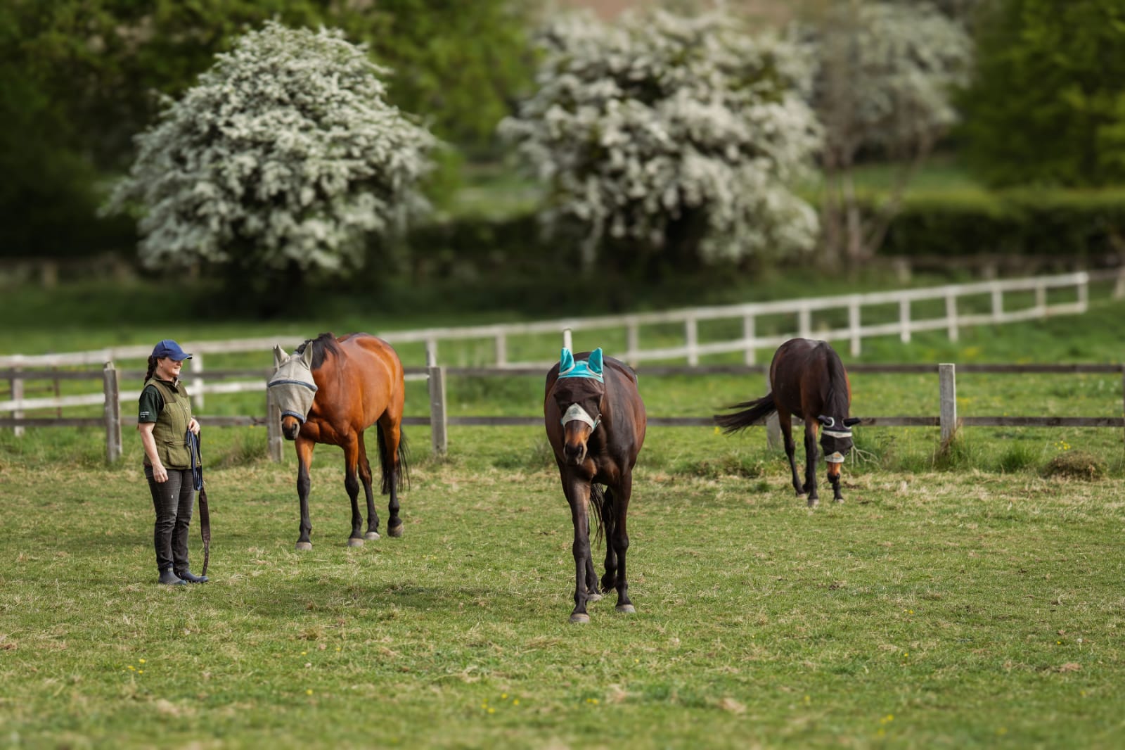 Kate in the paddock with horses, Windmill Hill