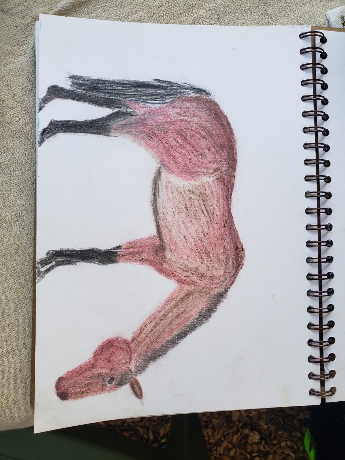 Participant's sketchbook — horse in coloured pencil